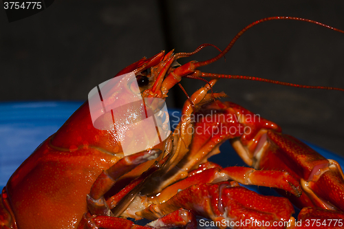 Image of crayfish