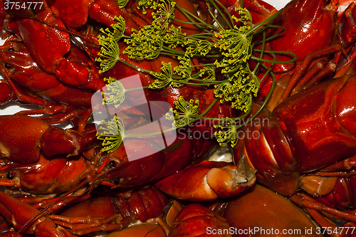 Image of crayfish