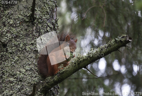 Image of squirrel in a tree