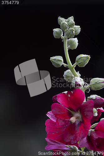 Image of common hollyhock