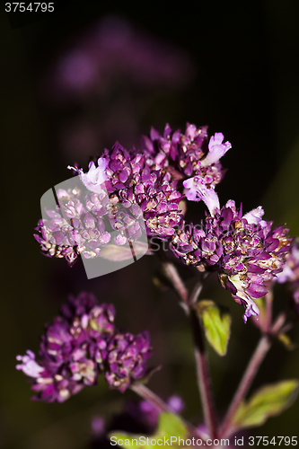 Image of mentha