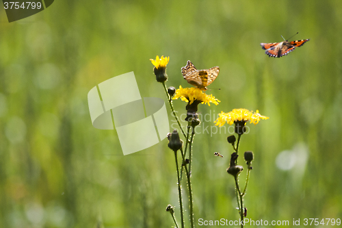 Image of butterfly and yellow flowers
