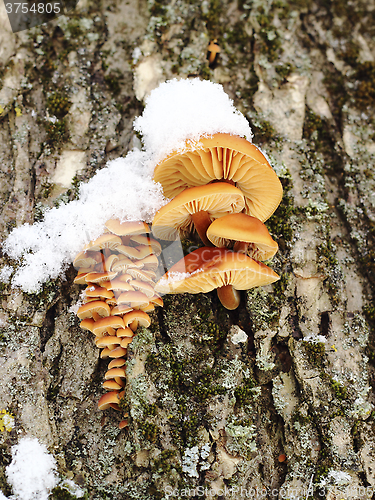 Image of Mushrooms growing on a tree