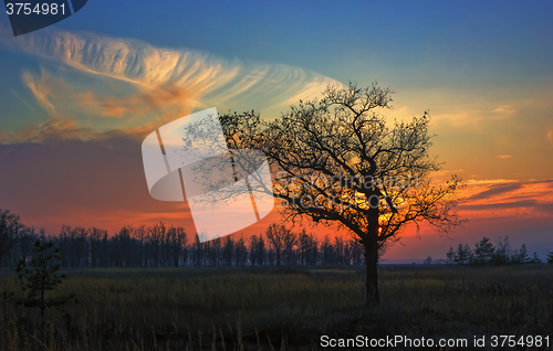 Image of Alone Oak at sunset