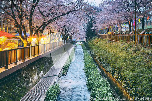 Image of cherry blossoms sakura