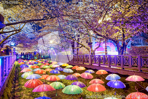 Image of cherry blossoms at night, busan city in south korea