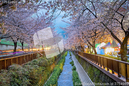 Image of cherry blossoms sakura