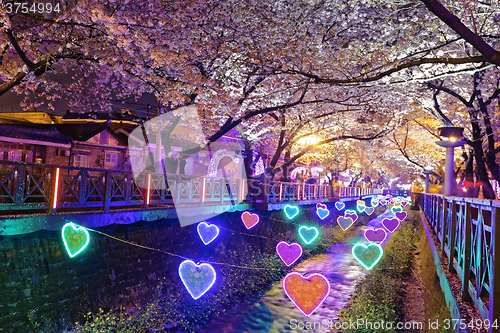 Image of cherry blossoms at night, busan city in south korea