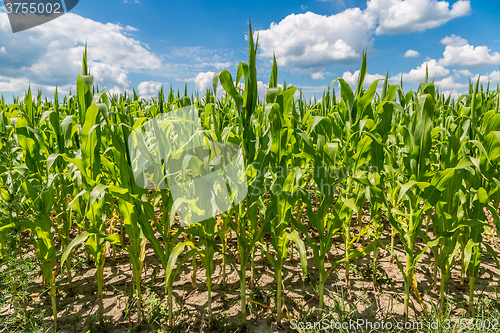 Image of Green corn field