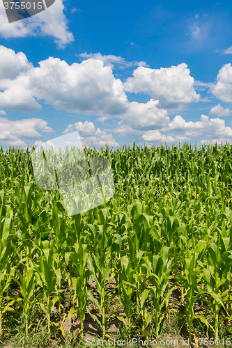 Image of Green corn field