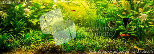 Image of Ttropical freshwater aquarium with fishes