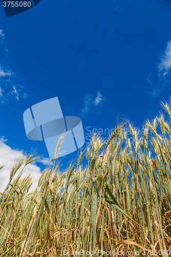 Image of A wheat field, fresh crop of wheat