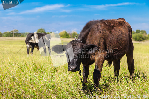 Image of Cow and calf