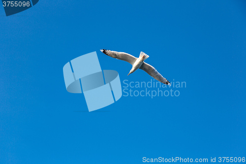 Image of Gull against the sky