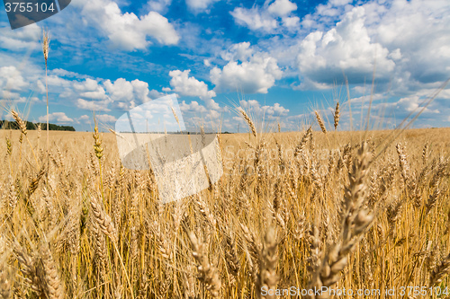 Image of A wheat field, fresh crop of wheat