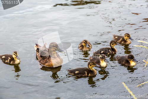 Image of Mother Duck with new born ducklings