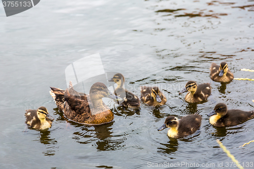 Image of Mother Duck with new born ducklings