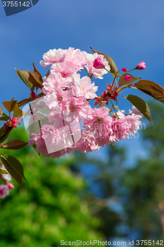 Image of Beautiful Cherry blossom , pink sakura flower