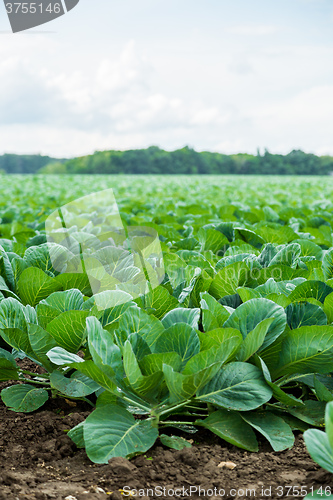 Image of Cabbage field