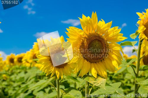 Image of sun flowers field in Ukraine sunflowers