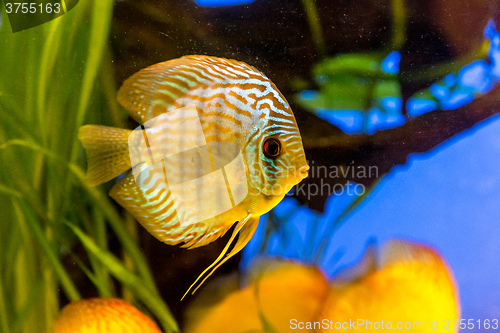 Image of Aquarium with tropical fish of the Symphysodon discus spieces