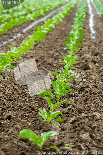 Image of Cabbage field