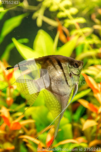 Image of Tropical fish PTEROPHYLLUM SCALARE