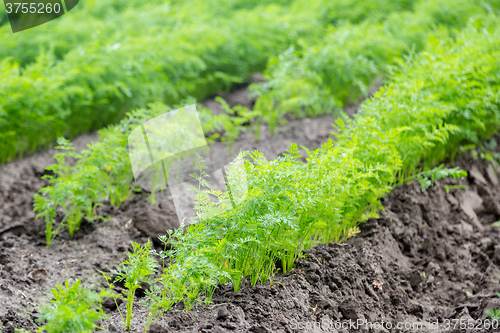 Image of Carrots growing on a field in summer