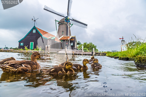 Image of Wind mills in Holland