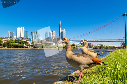 Image of Financial district in Frankfurt