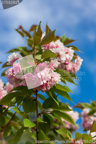 Image of Beautiful Cherry blossom , pink sakura flower