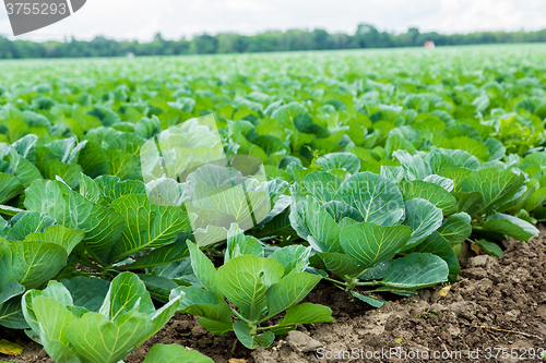 Image of Cabbage field