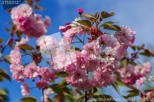 Image of Beautiful Cherry blossom , pink sakura flower