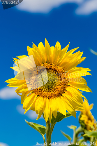 Image of sun flowers field in Ukraine sunflowers