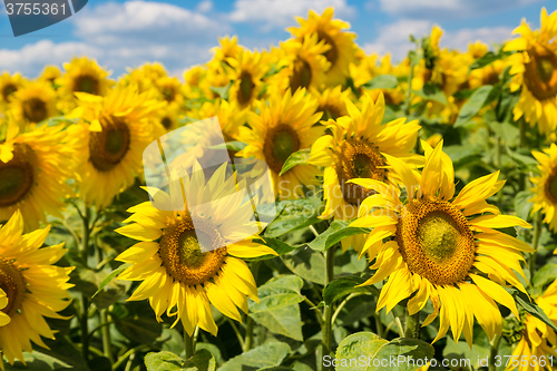 Image of sun flowers field in Ukraine sunflowers