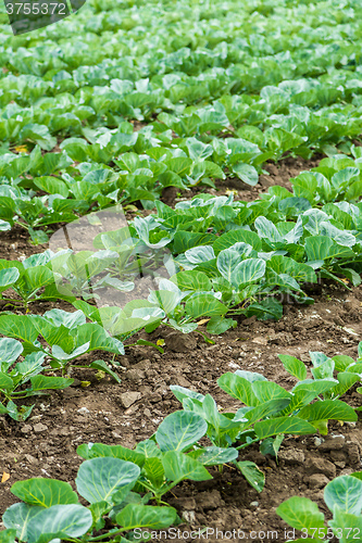 Image of Cabbage field