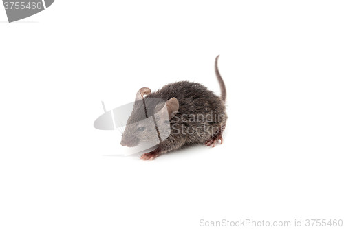 Image of Small mouse