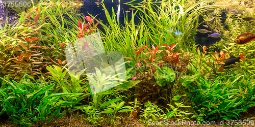 Image of Ttropical freshwater aquarium with fishes