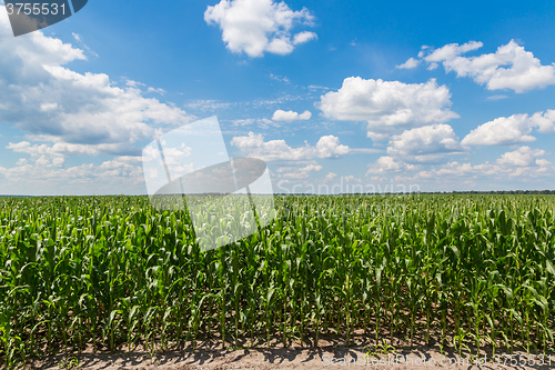 Image of Green corn field