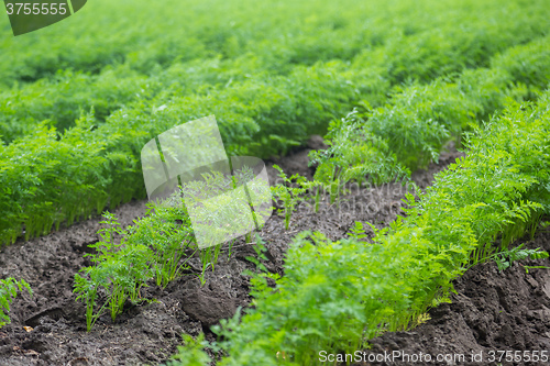 Image of Carrots growing on a field in summer