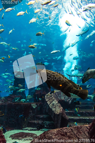 Image of Aquarium tropical fish on a coral reef