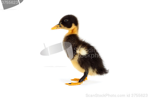 Image of The black small duckling