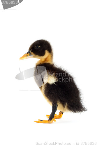 Image of The black small duckling