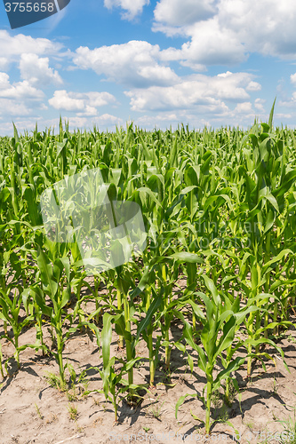 Image of Green corn field