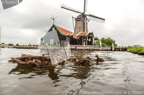 Image of Wind mills in Holland