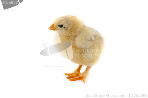 Image of The yellow small chick