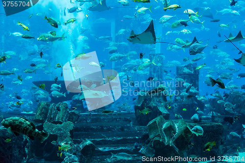 Image of Stingray fish. Aquarium tropical fish on a coral reef