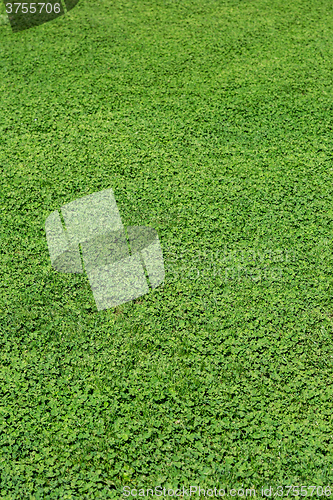 Image of Green grass texture