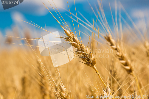 Image of A wheat field, fresh crop of wheat