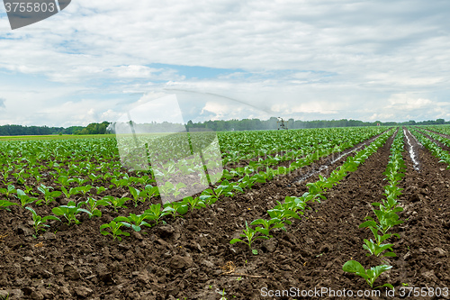 Image of Cabbage field